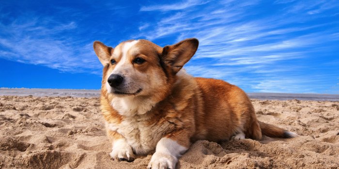 3872x2592 Pembroke Welsh Corgi Lying on the Sand Under White Cloud Blue Sky