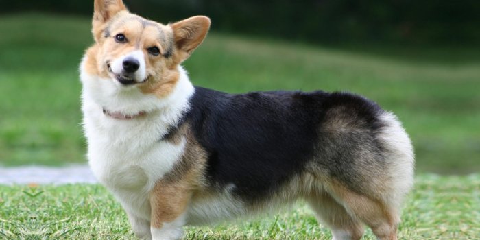 1920x1080 Corgi Theme for Windows 10 | 8 | 7