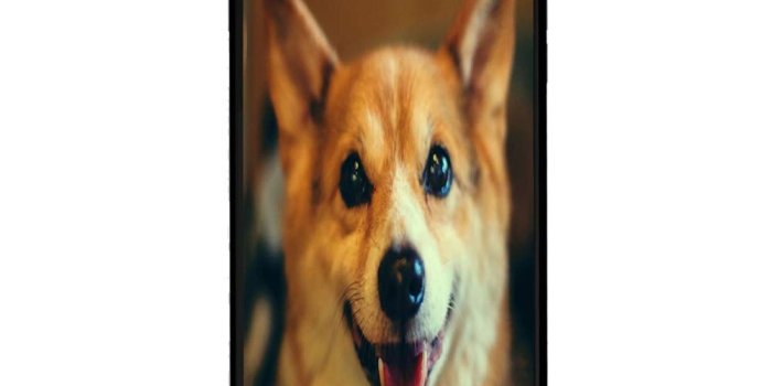 1000x1000 Amazon.com: Cute Pet Dogs Corgi Wallpaper Customized for iPhone 7