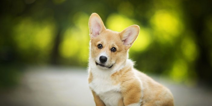1920x1200 Wallpaper Welsh Corgi, cute dog 1920x1200 HD Picture, Image
