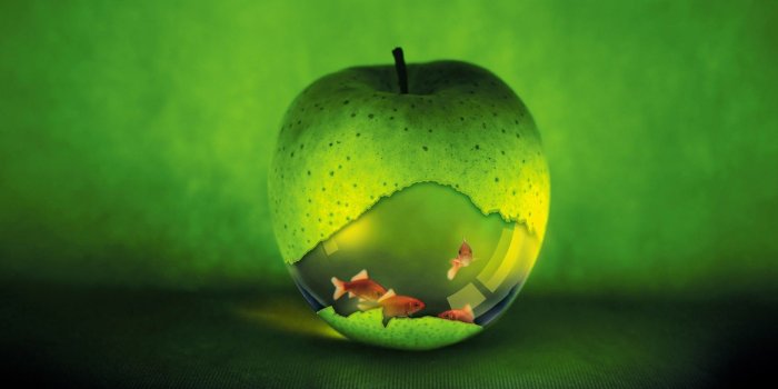 1680x1050 Download the Gold Fish Apple Wallpaper, Gold Fish Apple iPhone