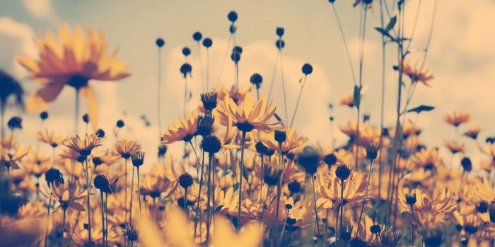 1680x1050 Vintage Sunflower HD Wallpaper | i♥it in 2019 | Sunflower wallpaper