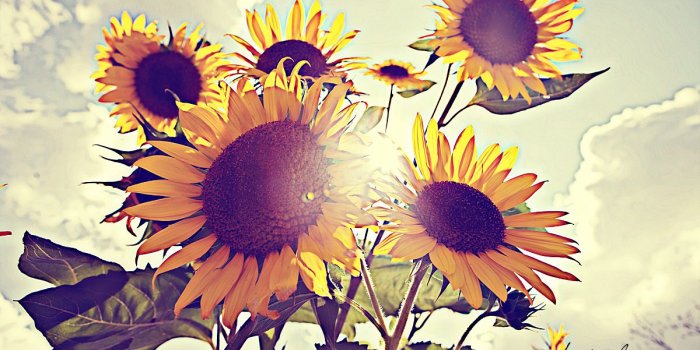 1200x800 Photography Vintage Sunflower, Hd Wallpapers & backgrounds Download