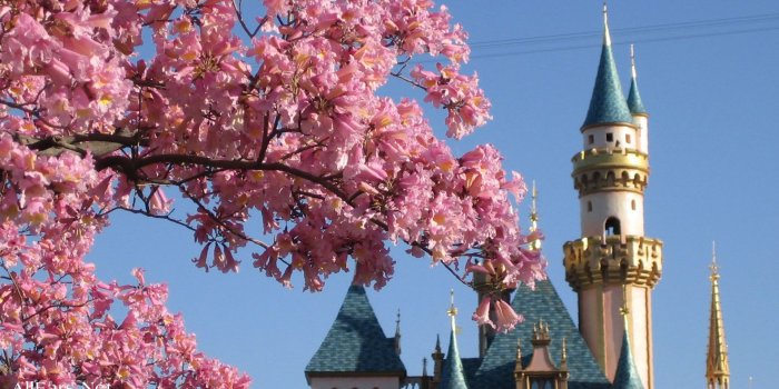 1920x1200 Disneyland wallpaper Gallery