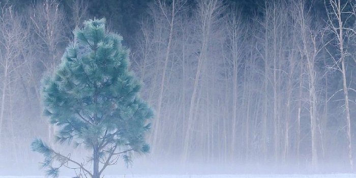 1440x1280 Winter Tree Pictures, Photos, and Images for Facebook, Tumblr