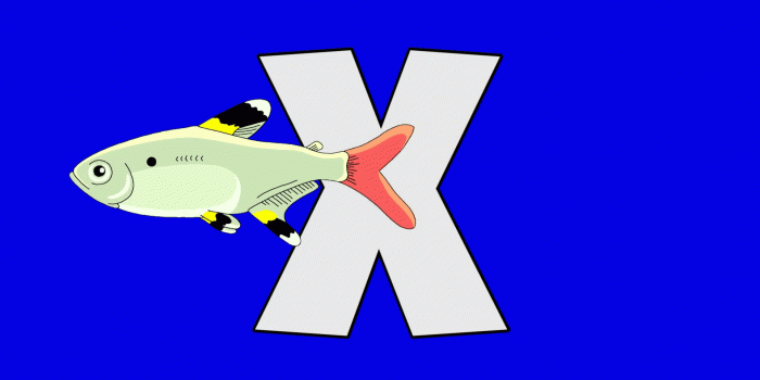 1920x1080 Letter X and X-ray fish (foreground) Animated animal alphabet. Motion  graphic with chroma key. Animal in a foreground of a letter.