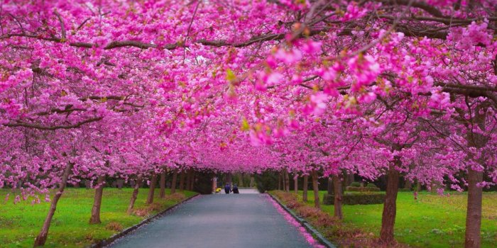 1152x864 22+ Spring Nature Wallpapers, Backgrounds, Images | FreeCreatives