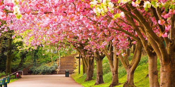 1920x1200 Spring nature desktop wallpaper. | bunga in 2019 | Spring desktop