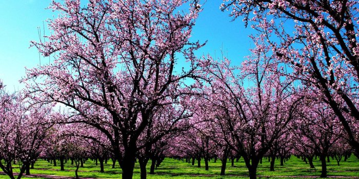 1600x1200 Spring Nature Wallpapers