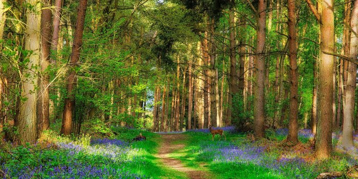 1920x1080 Deer And Forest Beautiful Spring Nature Wallpaper - Natural Bokeh