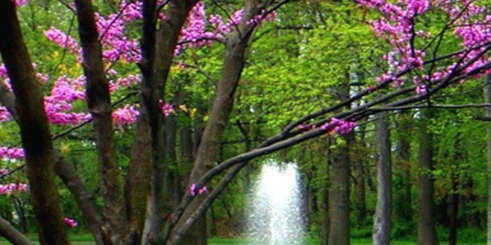 1080x1920 Wallpaper Android Spring Nature - Best Android Wallpapers | Android