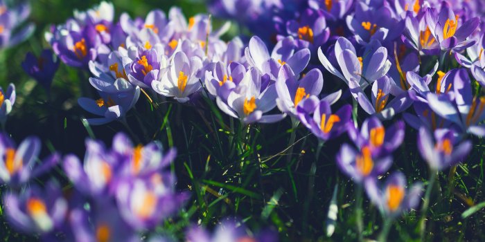 3840x2400 nw04-flower-purple-spring-nature-wallpaper