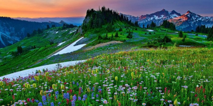 1920x1080 Mountain Wildflowers Spring Nature Wallpaper - Wallpaper Stream