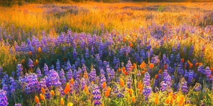 1080x1920 Wallpaper Spring Nature iPhone | 2019 3D iPhone Wallpaper