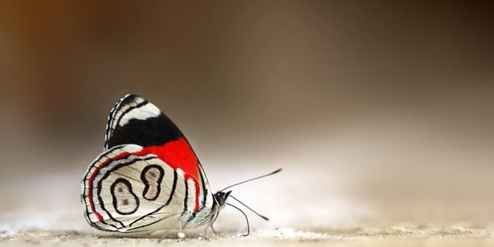 2048x1152 Funny Wallpapers, Best Friend, Screen, Download Wallpapers, Creature