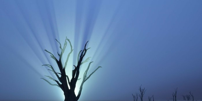 2560x1703 nature, Trees, Branch, Desert, Namibia, Africa, Night, Lights, Mist