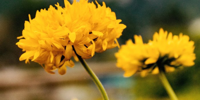 3338x2504 Free stock photo of beautiful flowers, classic, desktop wallpaper