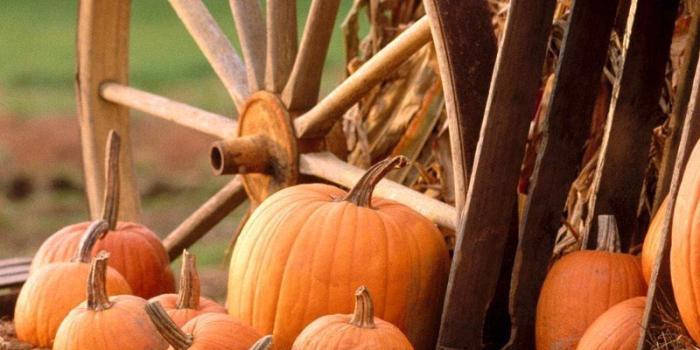 800x1200 Autumn Pumpkin iPhone Wallpapers - Top Free Autumn Pumpkin iPhone