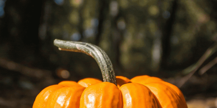 1242x2688 Pumpkin wallpapers for iPhone: download them now!