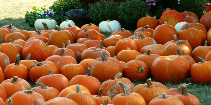 1922x1200 Fall Pumpkin Wallpapers (69+ background pictures)