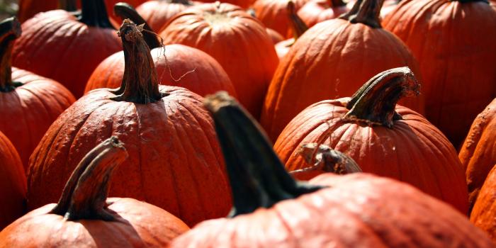 2048x1365 Pumpkin Wallpaper - Wallpapers Browse