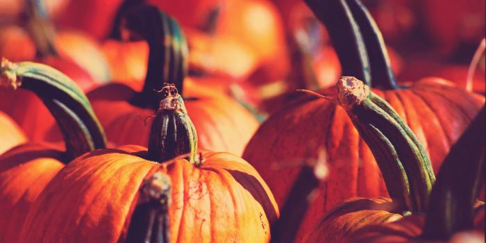 5120x3200 Giant Fall Pumpkins widescreen wallpaper