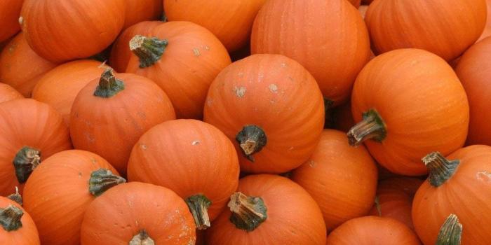 1024x768 Fall Pumpkin Wallpapers