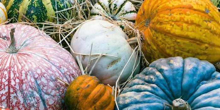 1440x2560 Colorful Pumpkins Wallpaper - iPhone, Android & Desktop Backgrounds