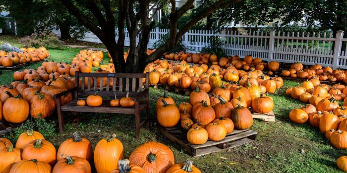 2048x1367 Pumpkins HD Wallpaper | Background Image | 2048x1367 | ID:876924