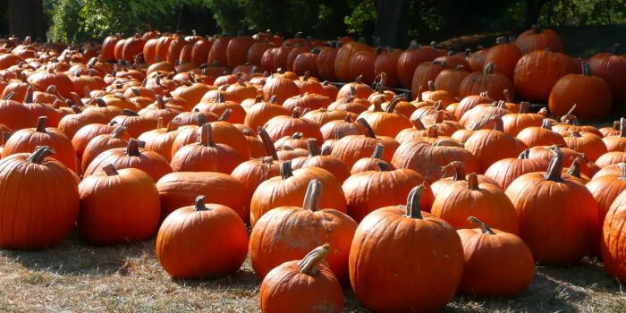 2134x1200 MLeWallpapers.com - Pumpkin Patch