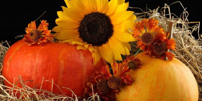 1920x1200 Fall Pumpkin Wallpaper And Screensavers on MarkInternational.info