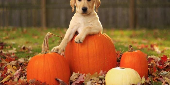 1920x1200 Fall pumpkin wallpapers Gallery