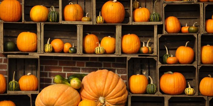 1920x1080 Free download Desktop Pumpkin Wallpapers [4288x2848] for your