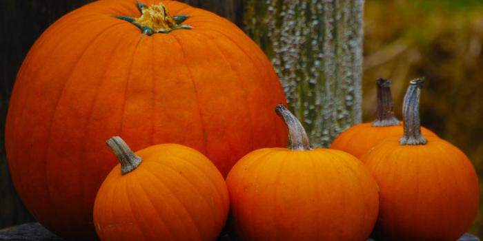 2560x2048 Pumpkins ❤ 4K HD Desktop Wallpaper for 4K Ultra HD TV • Tablet