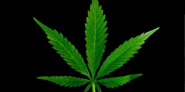 1440x900 Marijuana Leaf Wallpapers HD