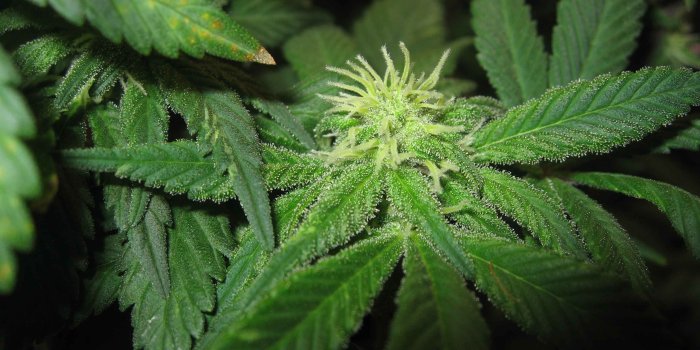 3072x2304 Weed Plants Wallpapers
