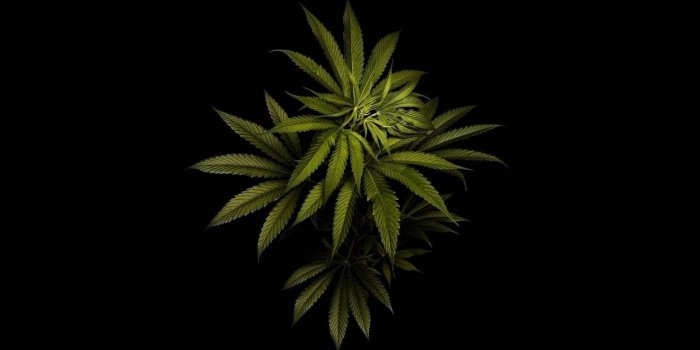 1920x1080 Marijuana Leaf Wallpapers HD