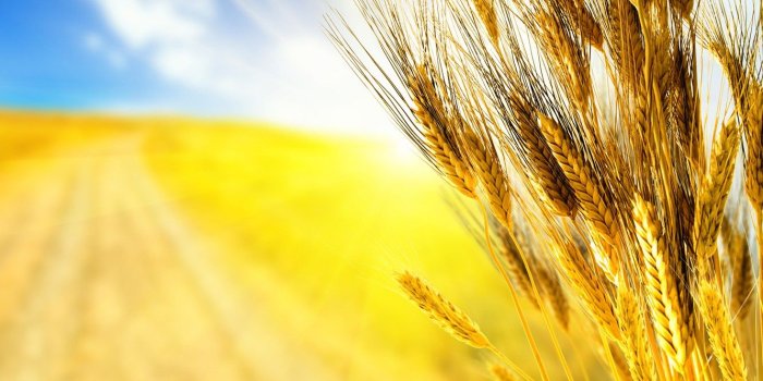 1332x850 Wallpaper road, wheat, field, autumn, the sky, grass, macro, rays