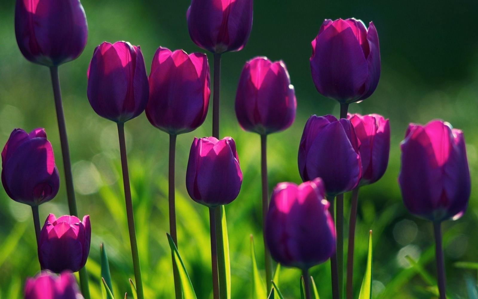 1920x1200 76+ Tulips Background Wallpapers on WallpaperPlay