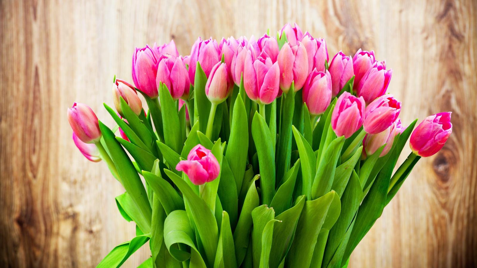 3840x2160 Tulip Flowers HD Wallpapers free download | HD Wallpapers