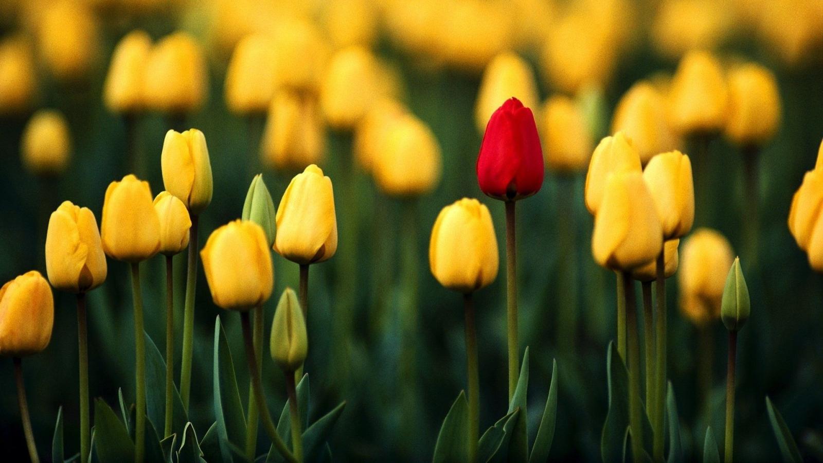 1920x1080 Tulips Wallpapers | Best Wallpapers