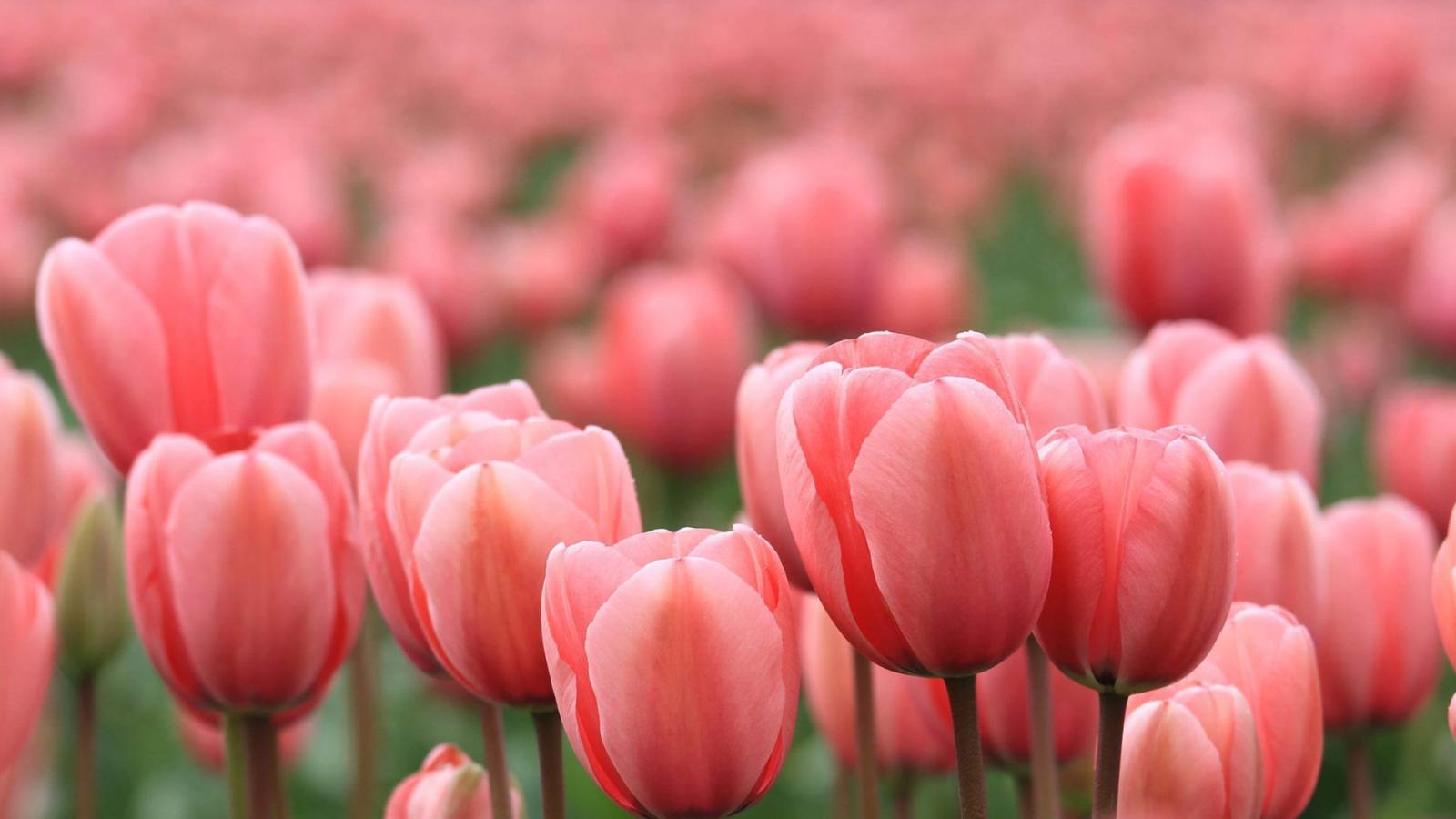 1920x1080 Pink Tulips Wallpapers Wallpaper × Tulips Images | HD Wallpapers