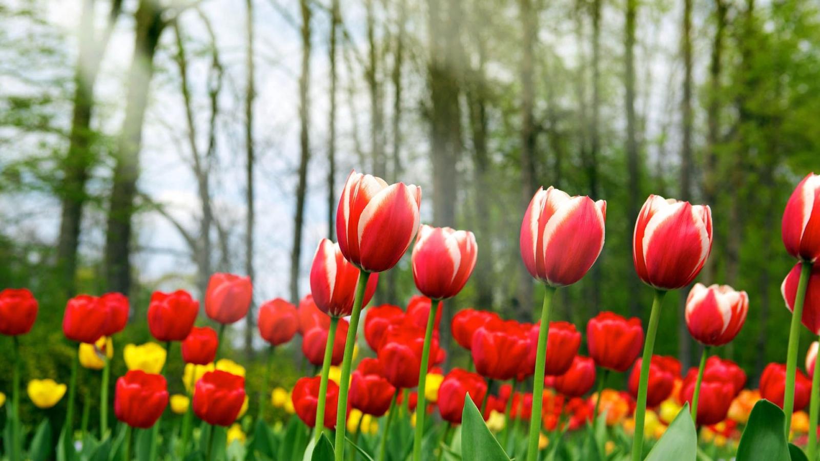 1920x1080 Forest Tulips HD Wallpaper - Wallpaper Stream