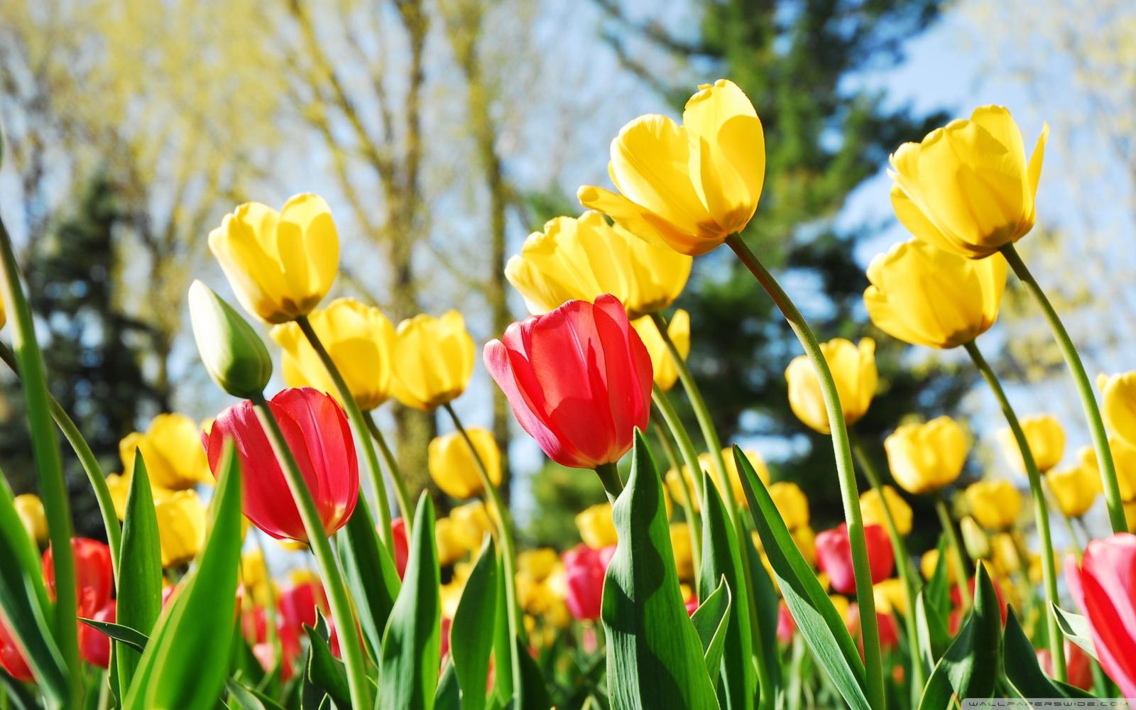2560x1600 TULIPS ❤ 4K HD Desktop Wallpaper for 4K Ultra HD TV • Wide & Ultra