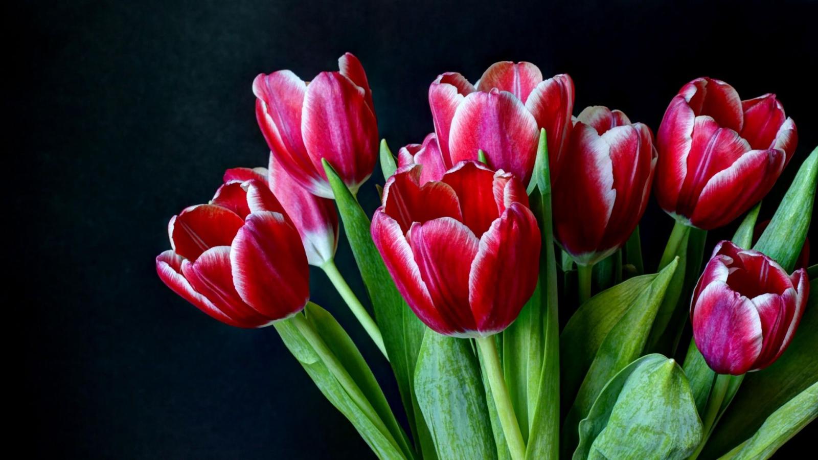 1920x1080 Dark Background And Tulips Hd Wallpaper - Tulip (#792818) - HD