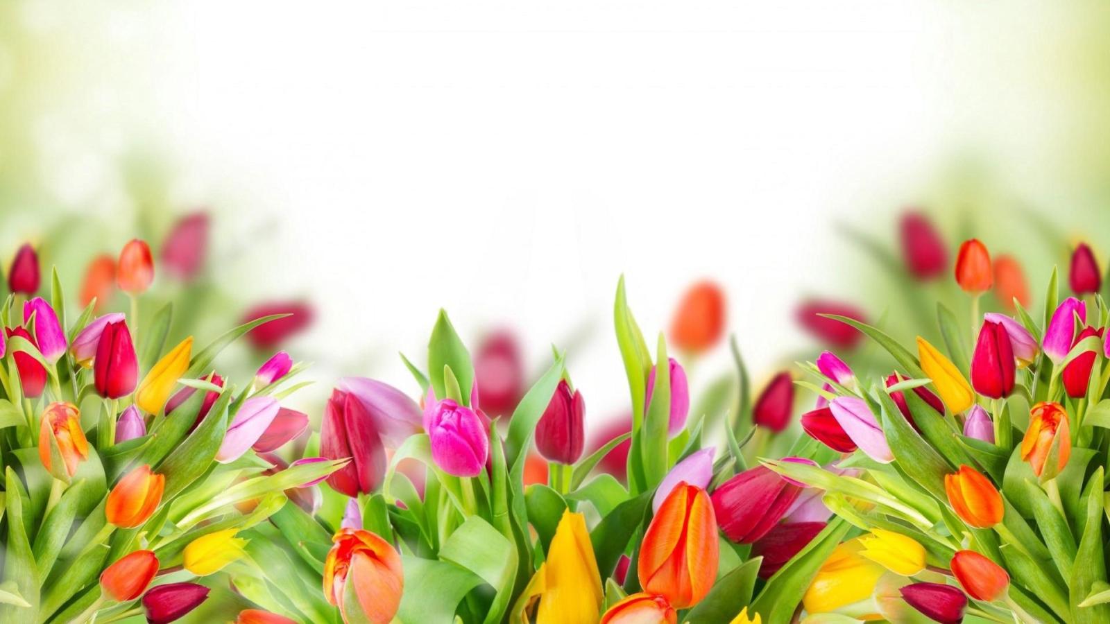 1920x1080 Cool Tulips HD Wallpaper - Wallpaper Stream