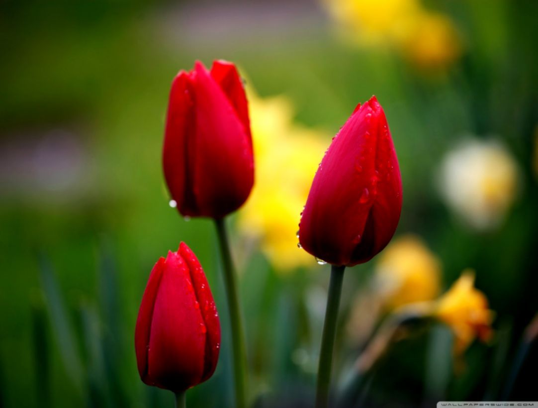 1082x820 Tulip Hd Wallpaper | Mega Wallpapers