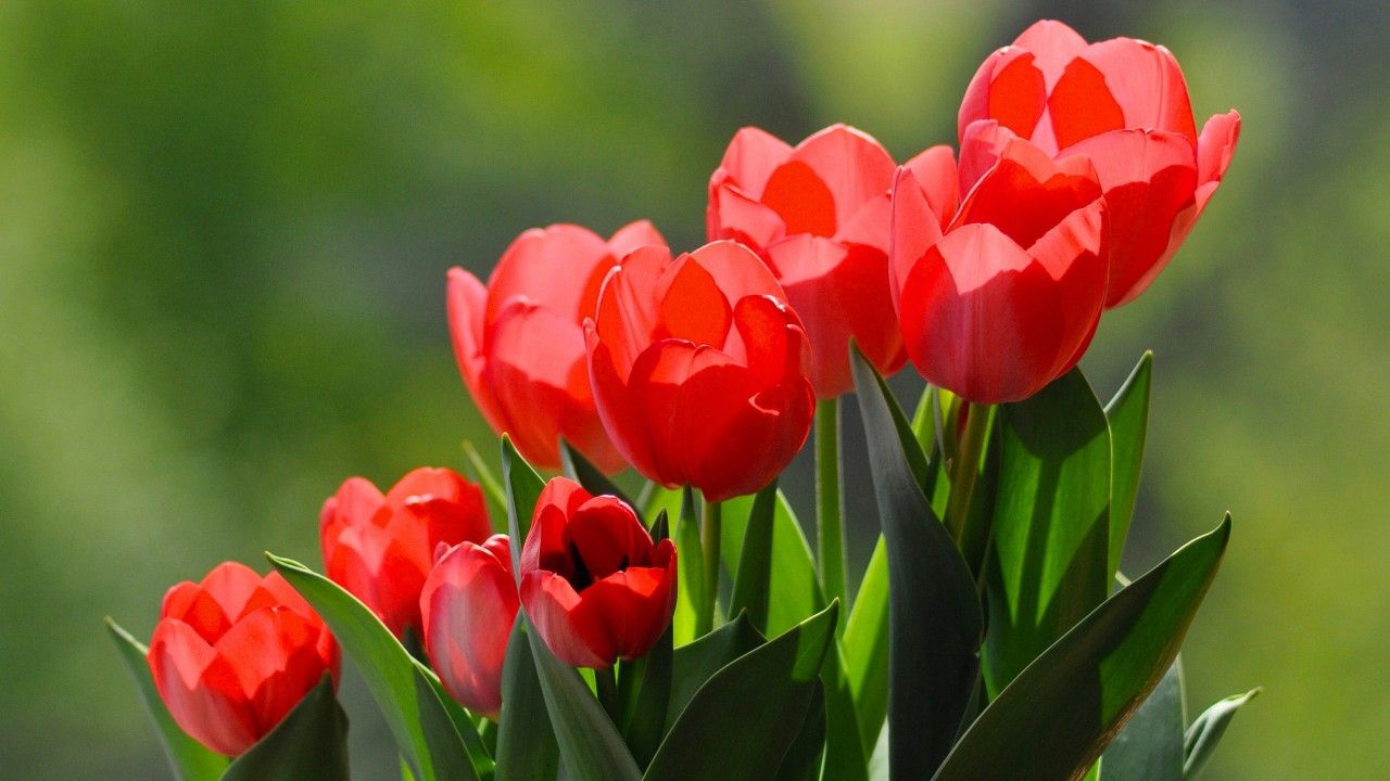 1280x720 Wallpaper Tulips, HD, Flowers, #7957