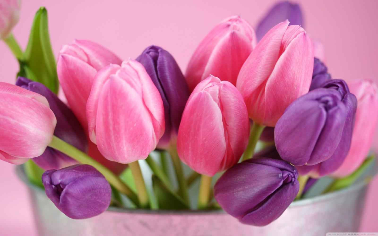 2880x1800 Pink And Purple Tulips ❤ 4K HD Desktop Wallpaper for 4K Ultra HD TV