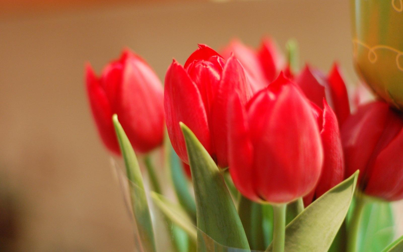2560x1600 Red Tulips HD Wallpapers